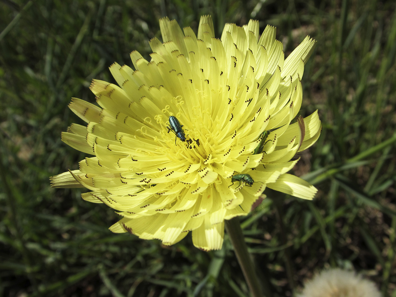 Изображение особи Urospermum dalechampii.