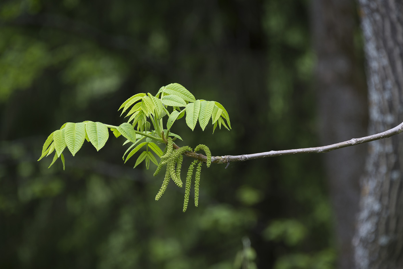 Image of Juglans mandshurica specimen.