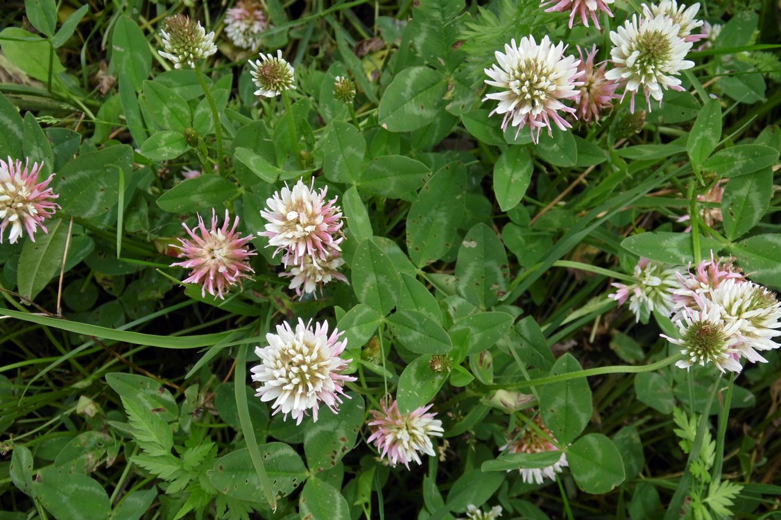 Image of Trifolium ambiguum specimen.