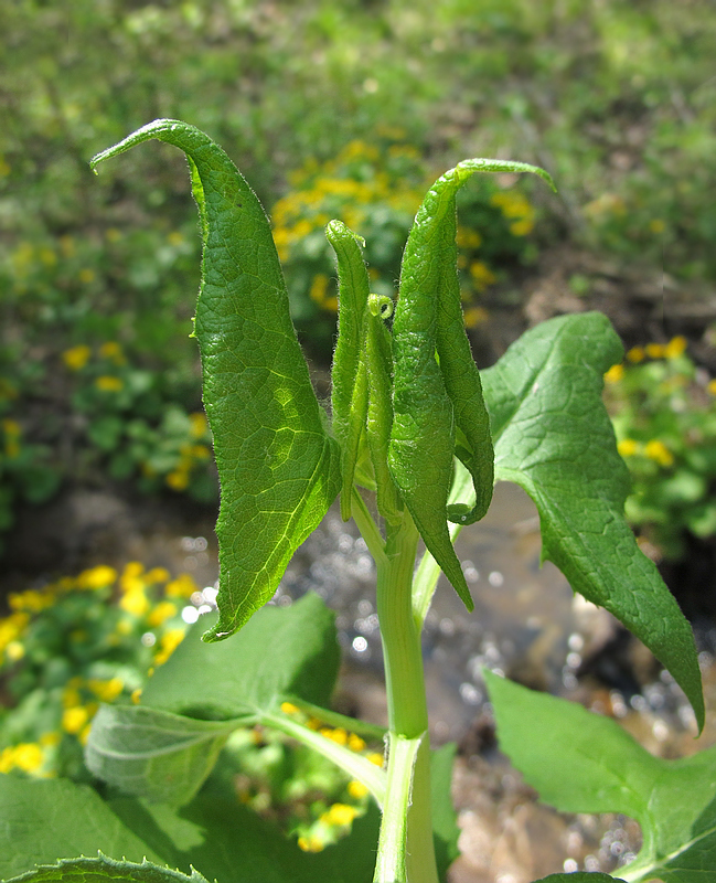 Image of Parasenecio hastatus specimen.