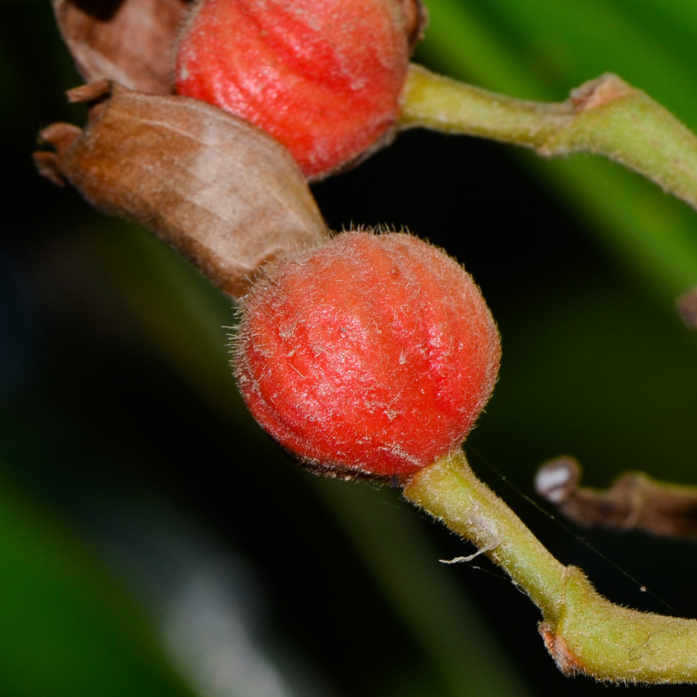 Image of Alpinia zerumbet specimen.