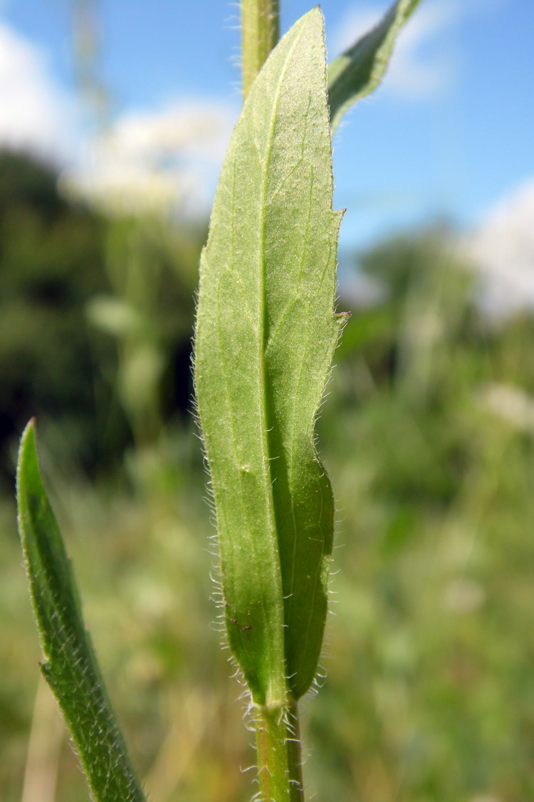 Image of Erigeron annuus specimen.