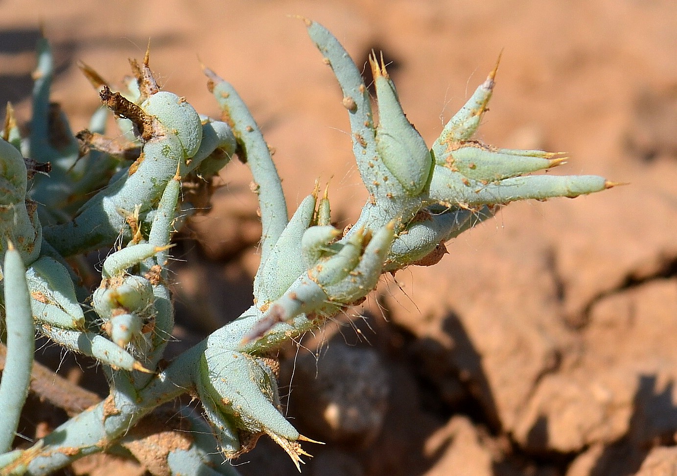 Image of Halimocnemis sclerosperma specimen.