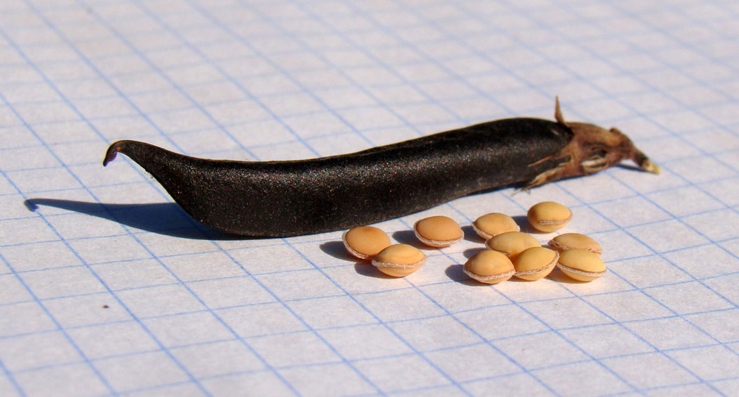 Image of Vicia grandiflora specimen.