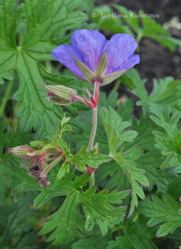 Image of Geranium himalayense specimen.