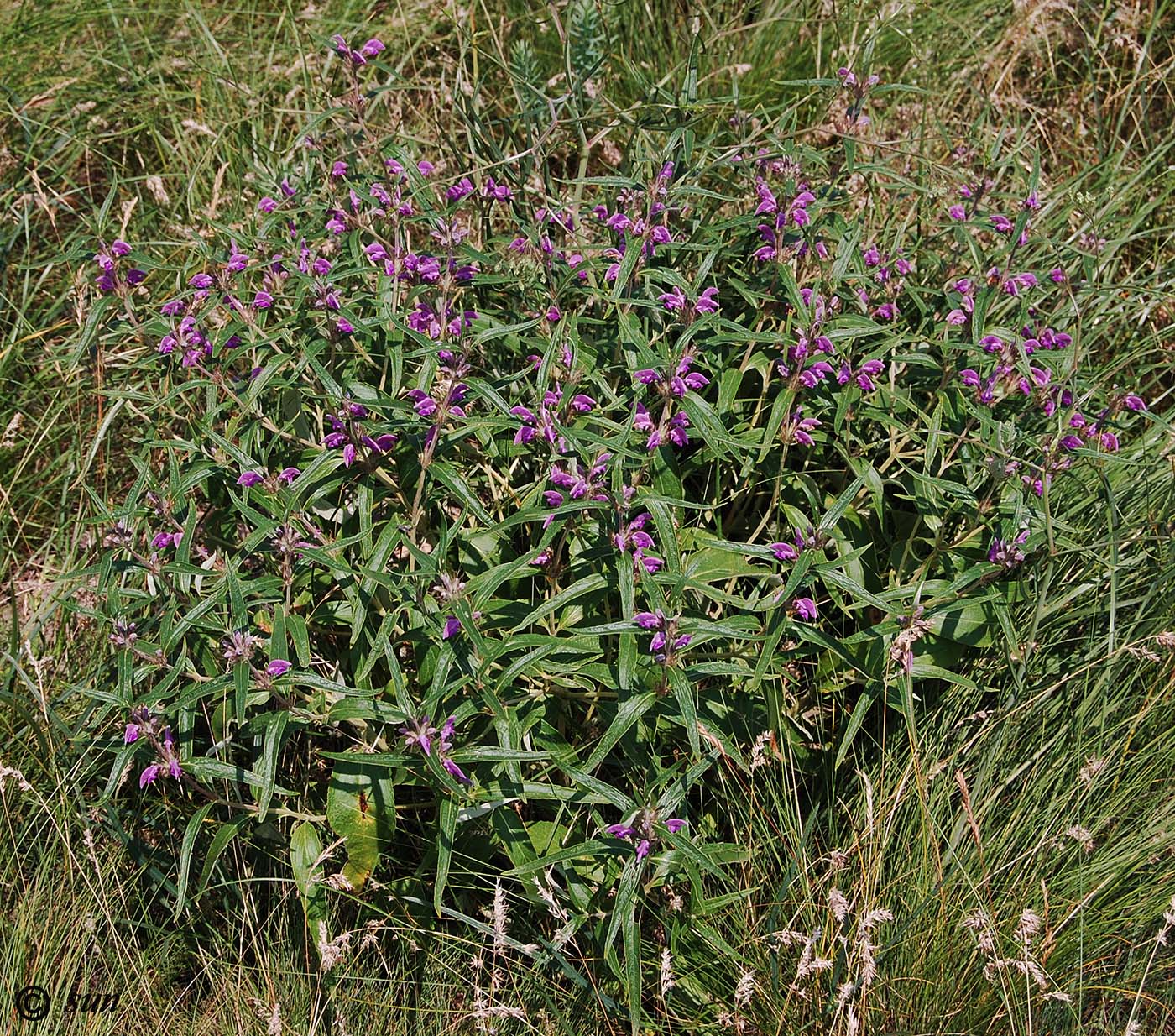 Image of Phlomis pungens specimen.