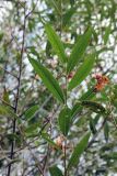 Salix olgae