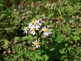 Aster ageratoides