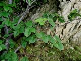 Sorbus alnifolia. Ветви. Приморье, окр. г. Находка, мыс Пассека, на скалах. 12.09.2016.