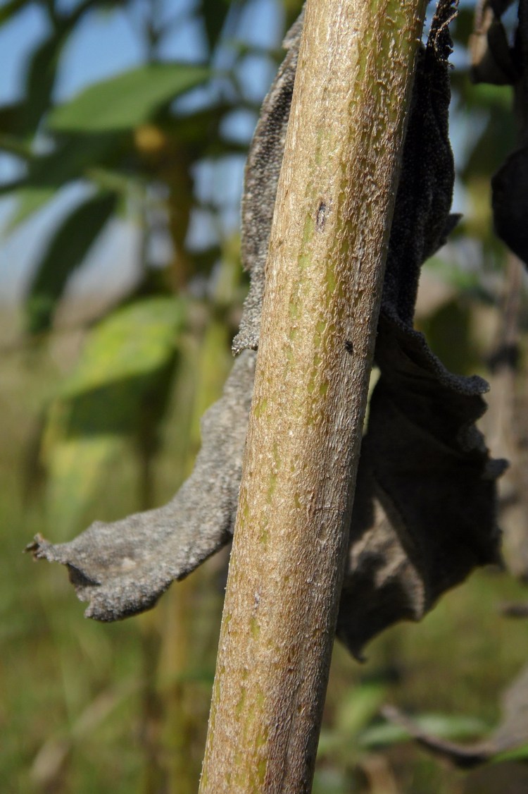 Image of Helianthus tuberosus specimen.