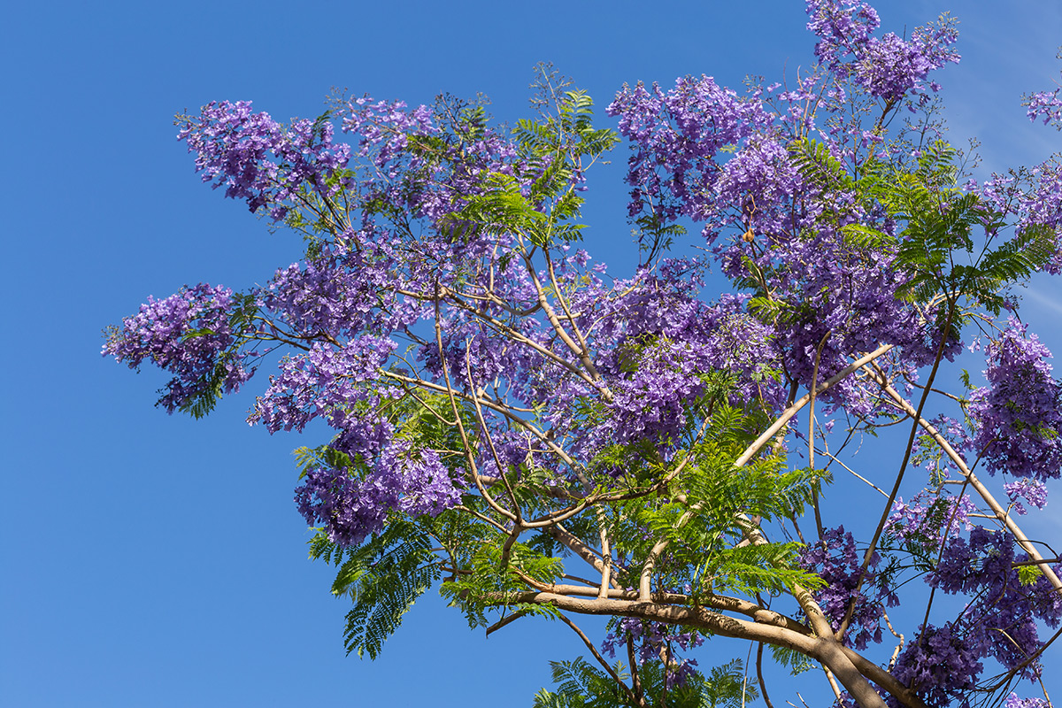 Изображение особи Jacaranda mimosifolia.