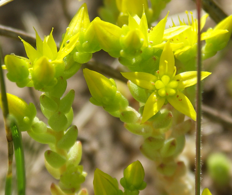 Image of Sedum acre specimen.