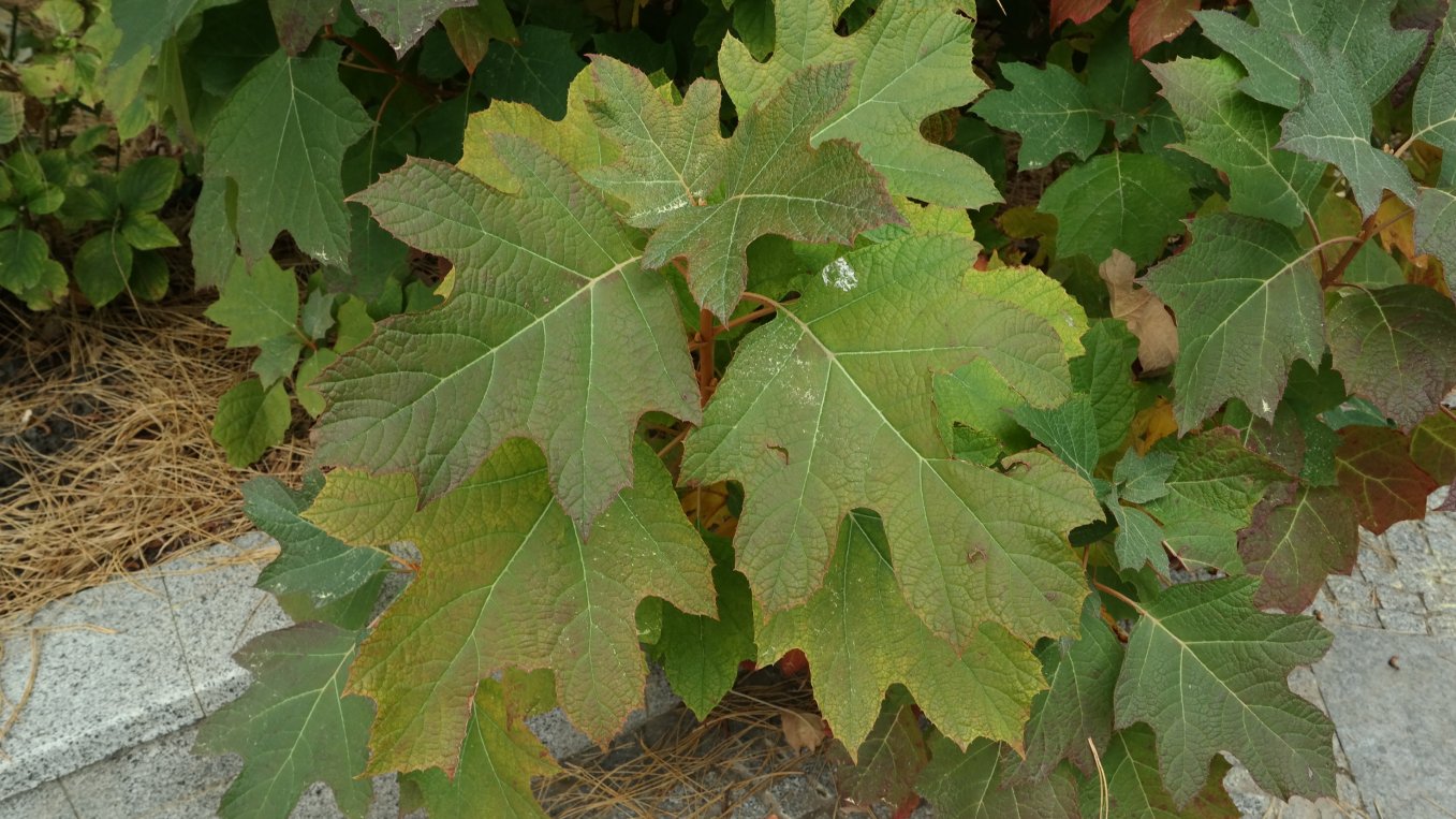 Image of Hydrangea quercifolia specimen.