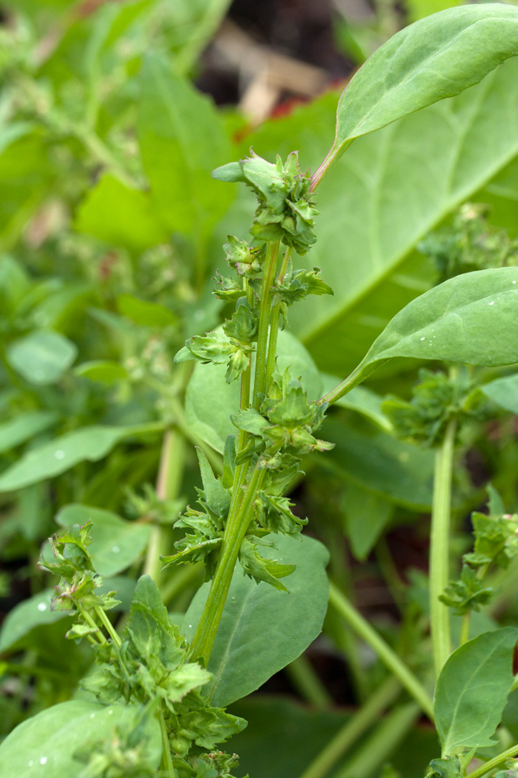 Image of Atriplex kuzenevae specimen.