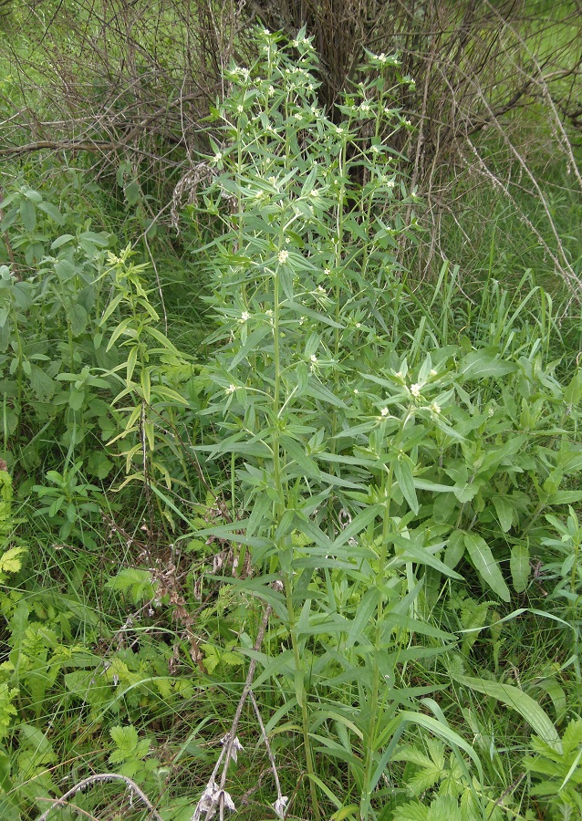 Image of Lithospermum officinale specimen.