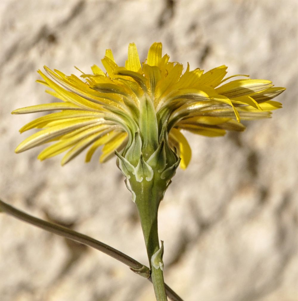 Image of Reichardia picroides specimen.