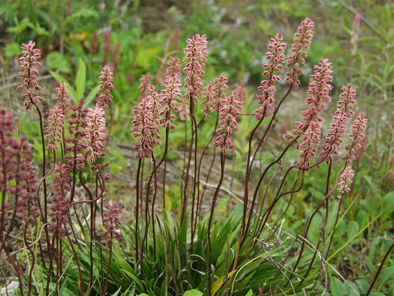 Изображение особи Tofieldia coccinea.