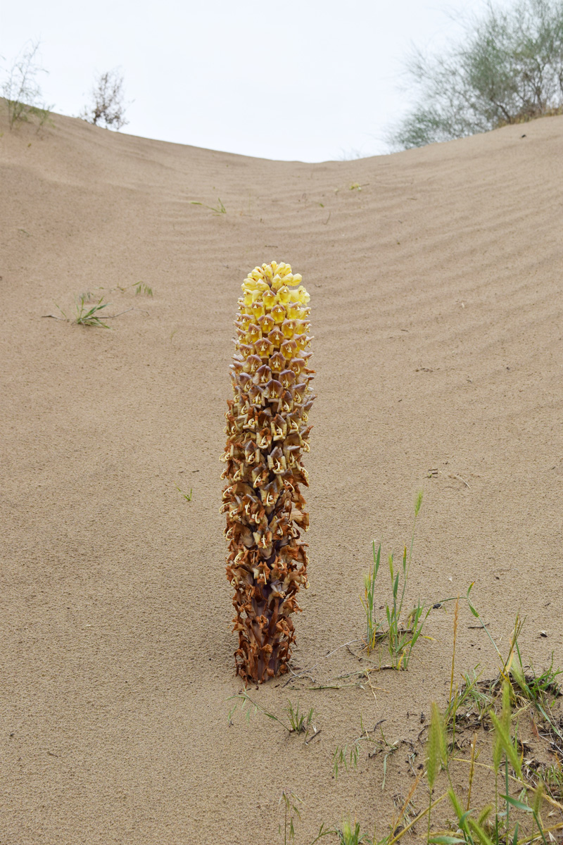 Image of Cistanche flava specimen.