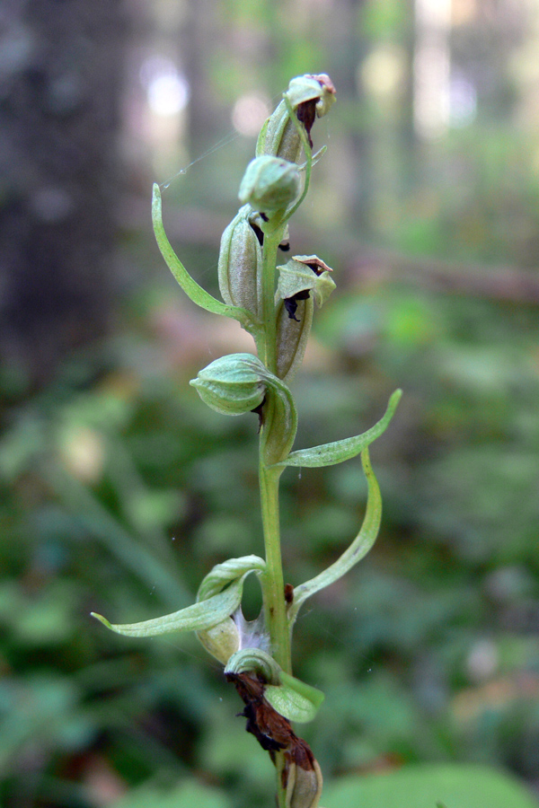 Image of Dactylorhiza viridis specimen.