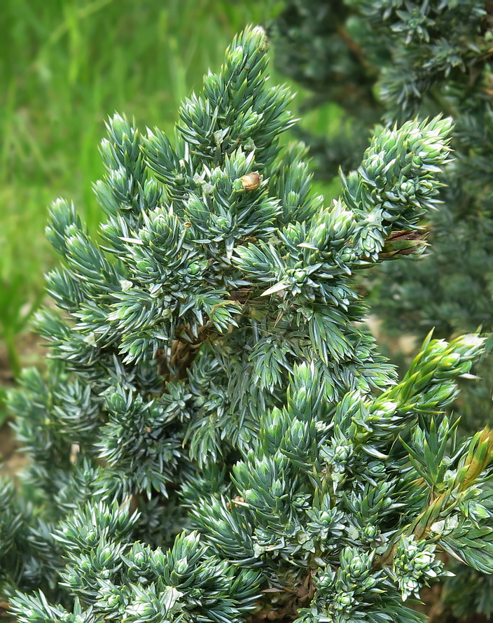 Image of Juniperus squamata specimen.