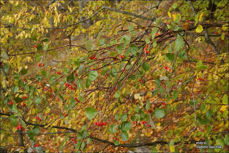 Image of Sorbus taurica specimen.