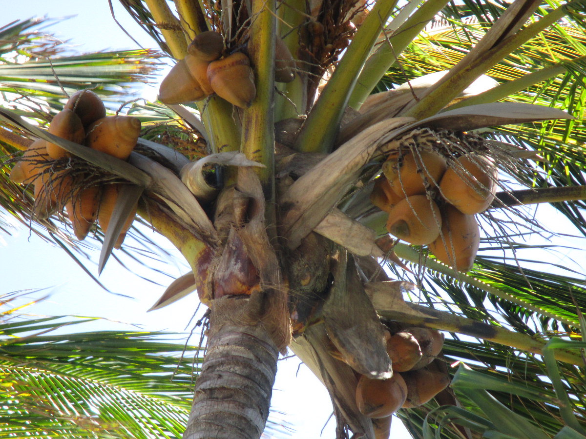 Image of Cocos nucifera specimen.