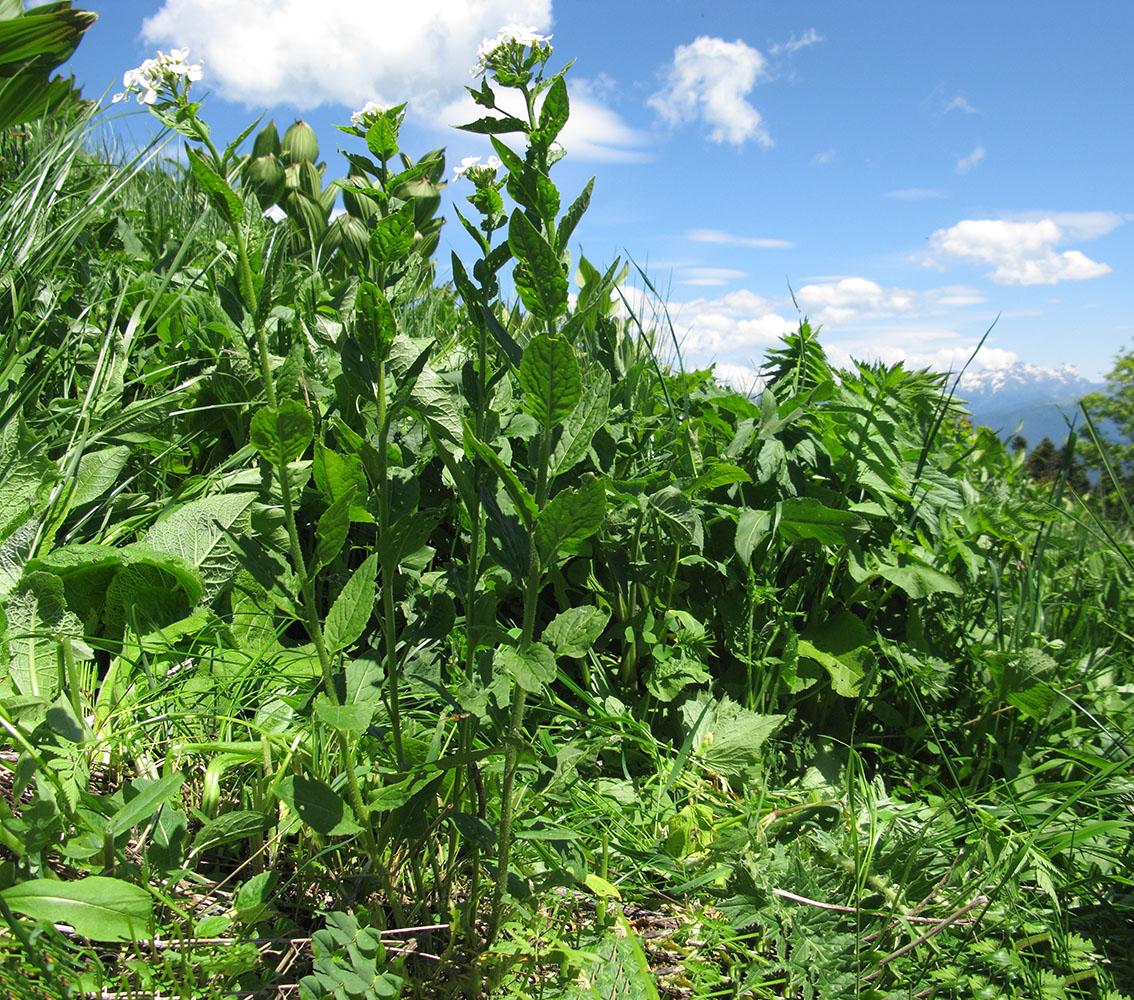 Image of Hesperis voronovii specimen.