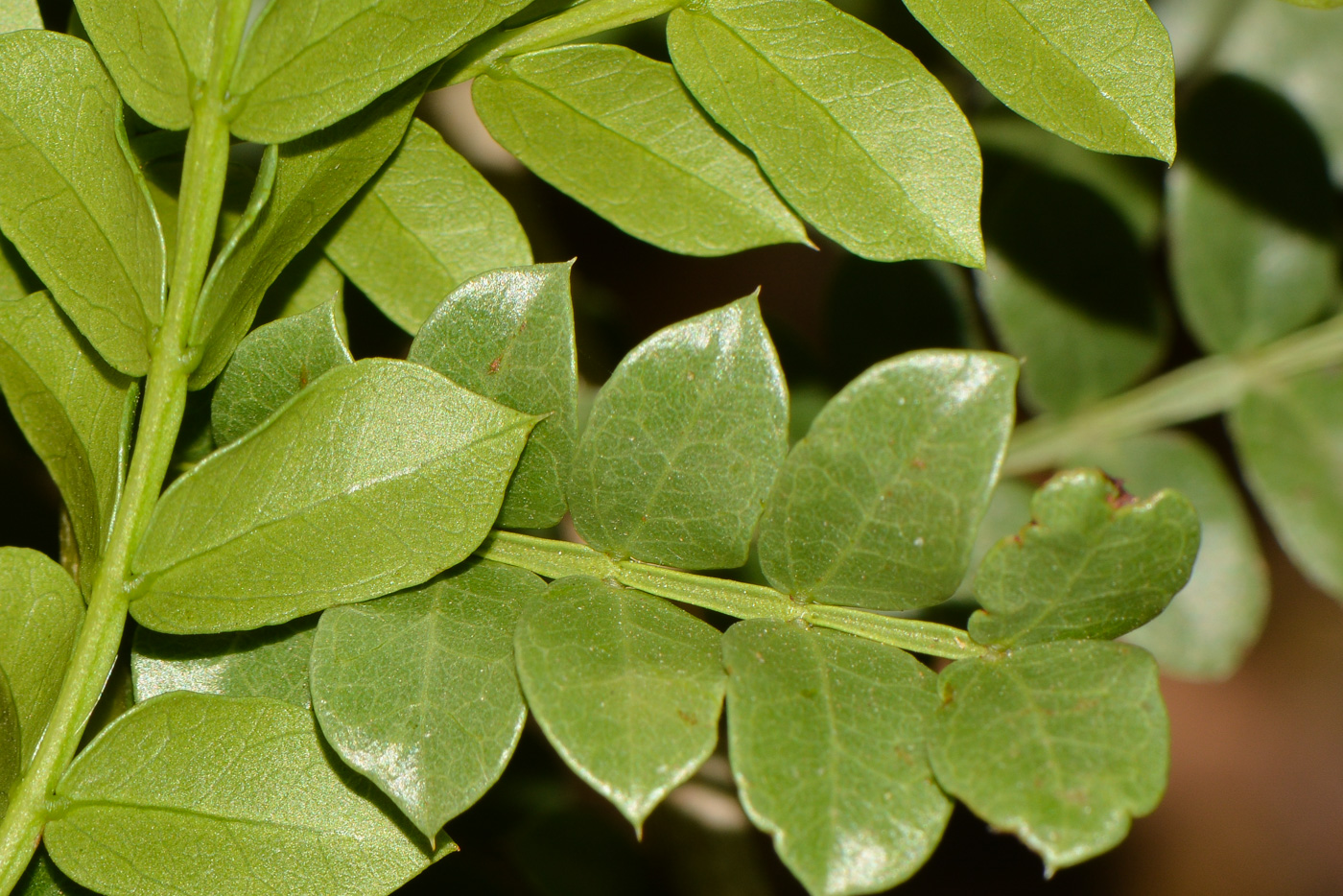 Image of Schotia afra specimen.