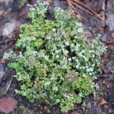 Cladonia gracilis subspecies turbinata. Талломы с апотециями. Кировская обл., Кирово-Чепецкий р-н, ур. Большое Каринское Болото, вал вдоль канавы, на песчаной почве. 20.07.2017.