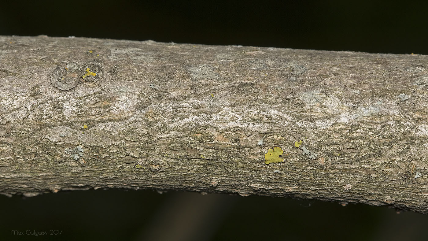 Image of genus Catalpa specimen.