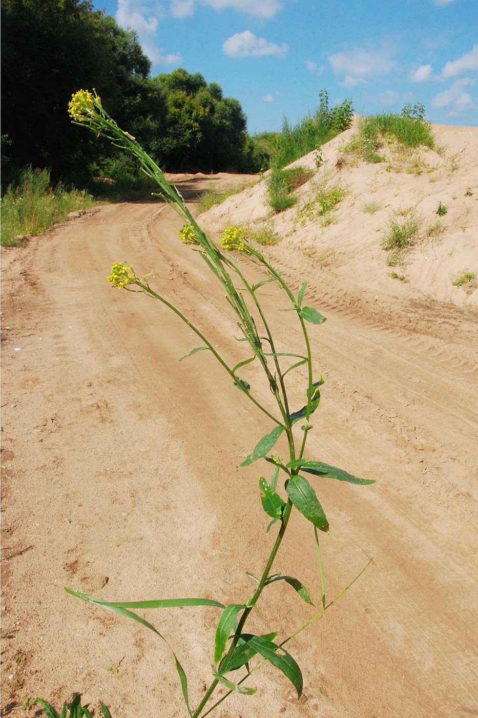 Image of Erysimum hieraciifolium specimen.