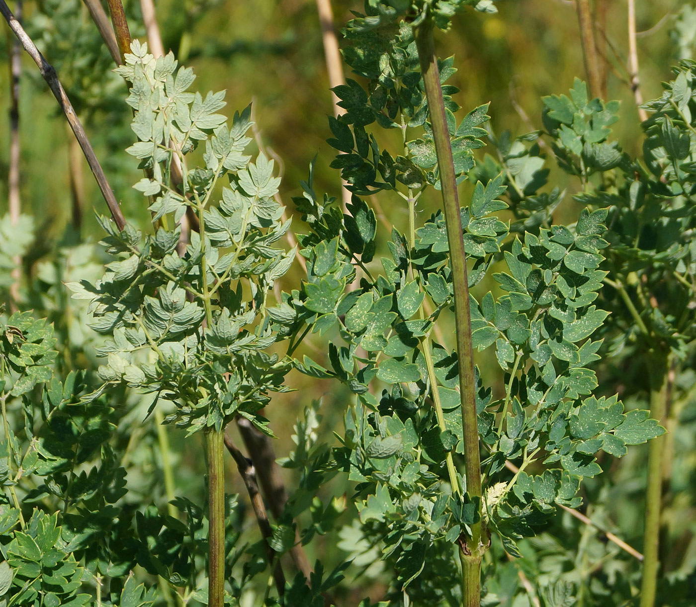 Image of Thalictrum appendiculatum specimen.