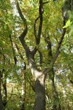 Zelkova carpinifolia. Часть ствола и основания скелетных ветвей. Южный берег Крыма, Никитский ботанический сад, в культуре. 29.10.2017.