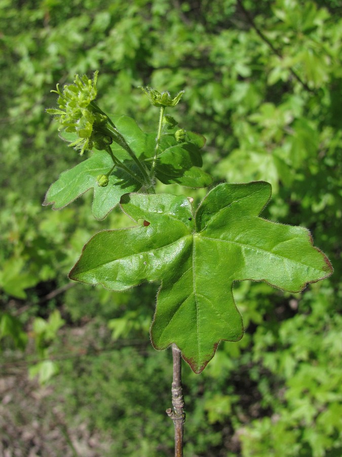 Image of Acer campestre specimen.