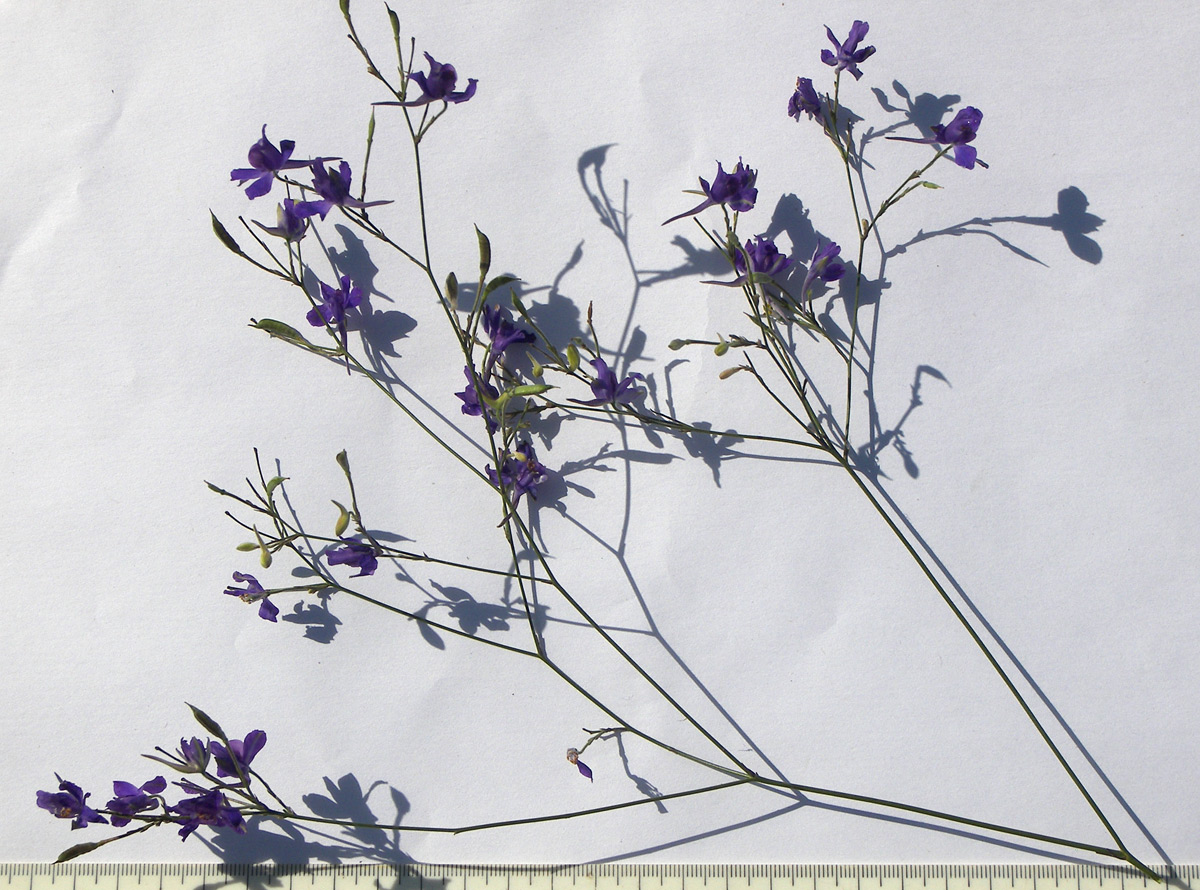 Image of Delphinium paniculatum specimen.