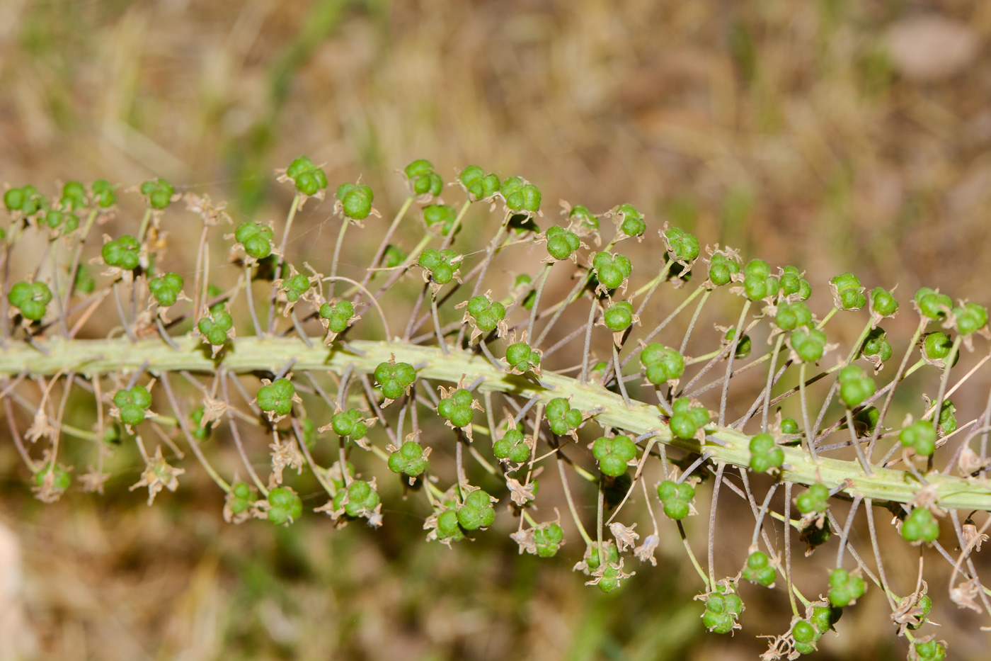 Image of Scilla hyacinthoides specimen.