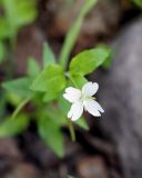 genus Epilobium