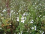 genus Euphrasia. Верхушка цветущего растения. Тверская обл., Весьегонский р-н, с. Чистая Дуброва, луг. 21 августа 2016 г.