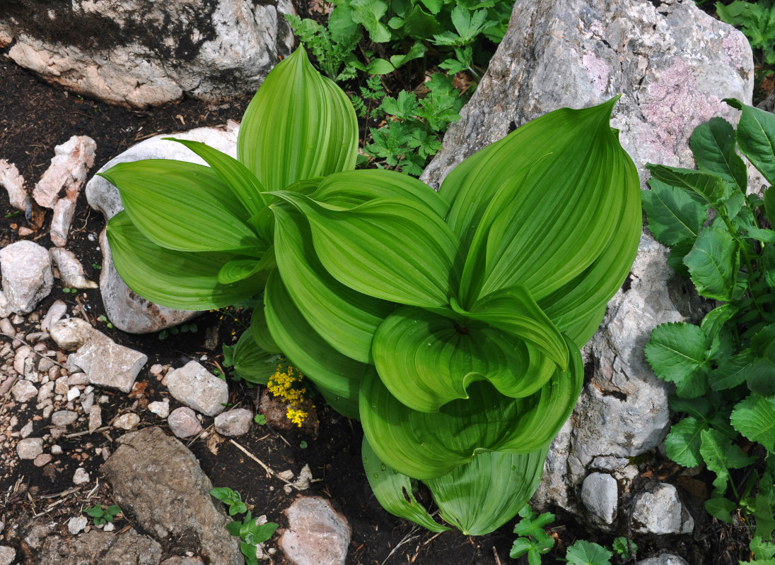 Изображение особи Veratrum lobelianum.