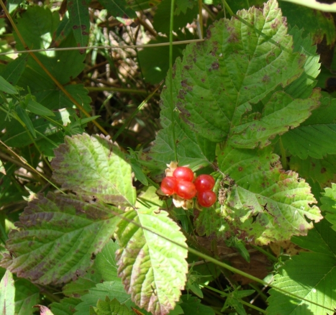 Image of Rubus saxatilis specimen.