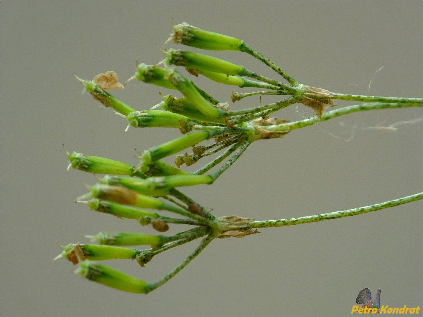 Image of Anthriscus sylvestris specimen.