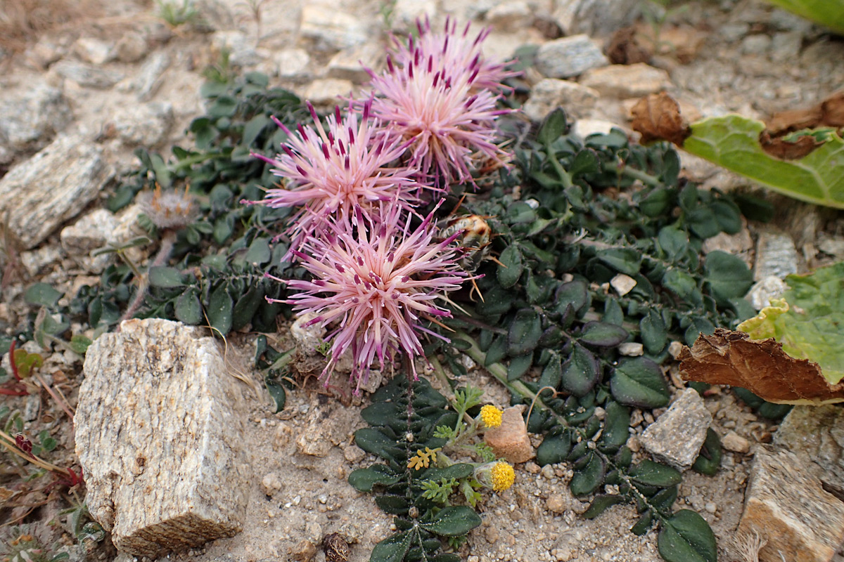 Image of Centaurea raphanina ssp. mixta specimen.