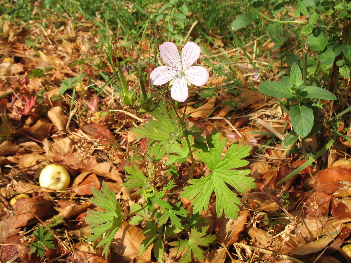 Image of Geranium collinum specimen.