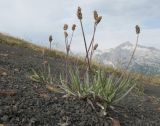 Plantago atrata. Плодоносящее растение. Адыгея, Кавказский биосферный заповедник, гора Гузерипль, ≈ 2150 м н.у.м., осыпной склон из ожелезнённого слабокарбонатного песчаника с обломками сидерита. 26.07.2015.