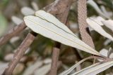 Banksia integrifolia