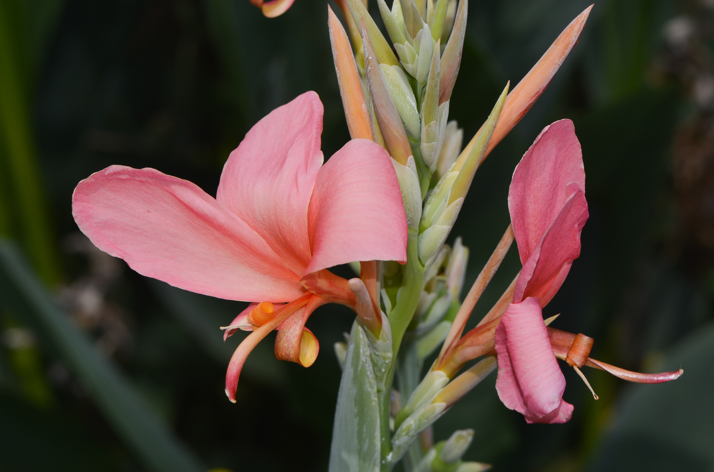 Image of Canna flaccida specimen.