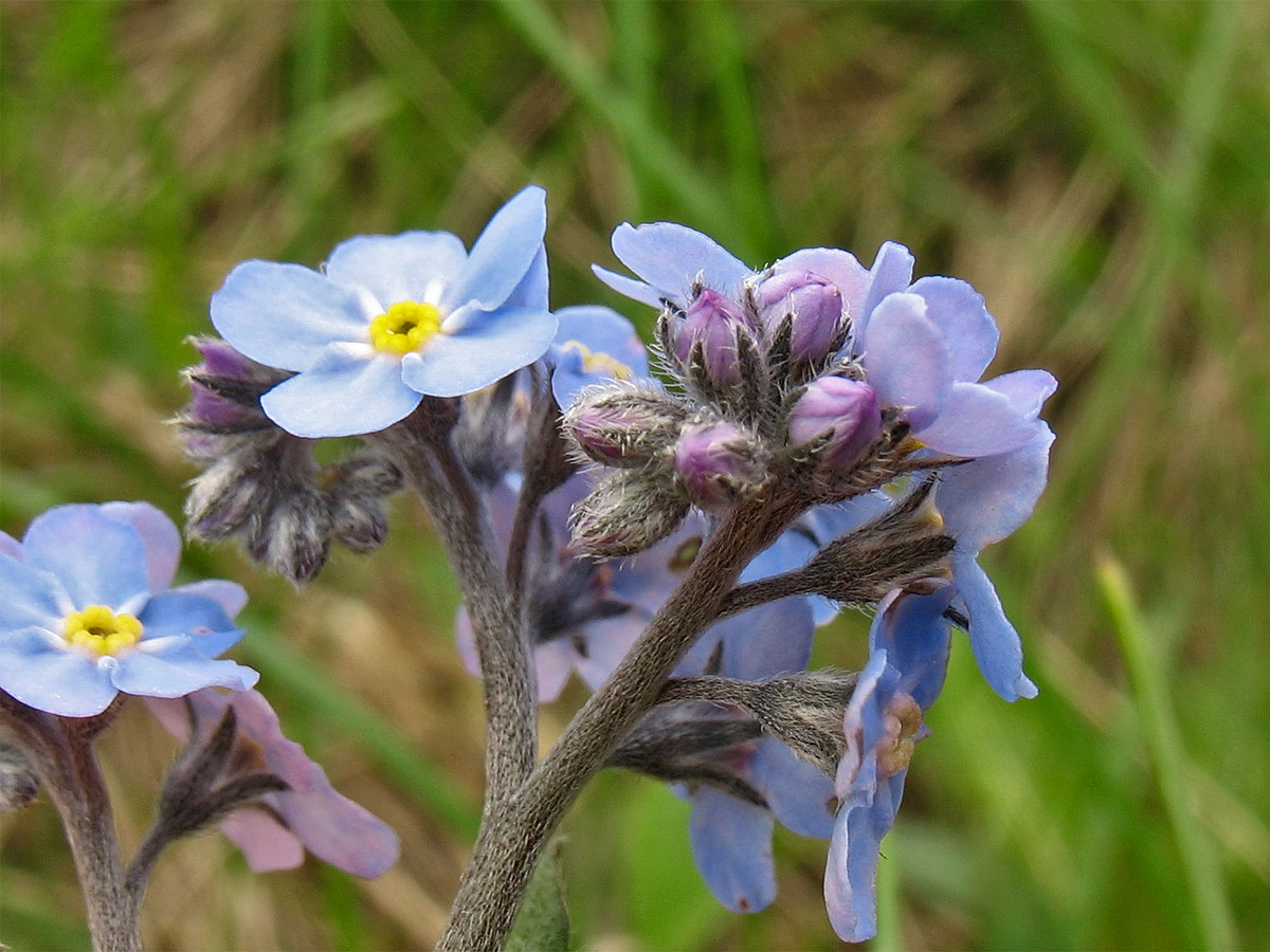 Image of Myosotis alpestris specimen.