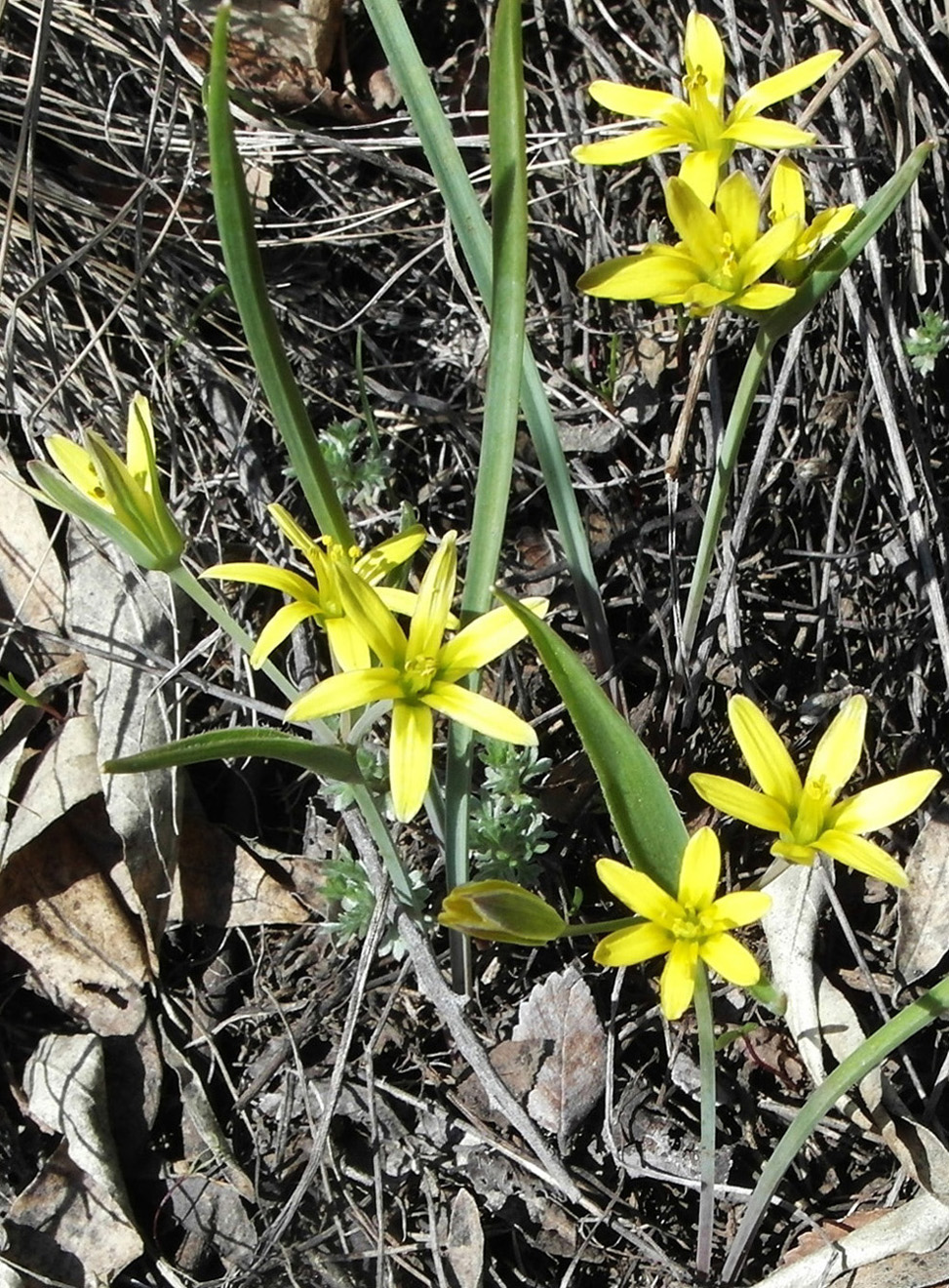 Image of genus Gagea specimen.