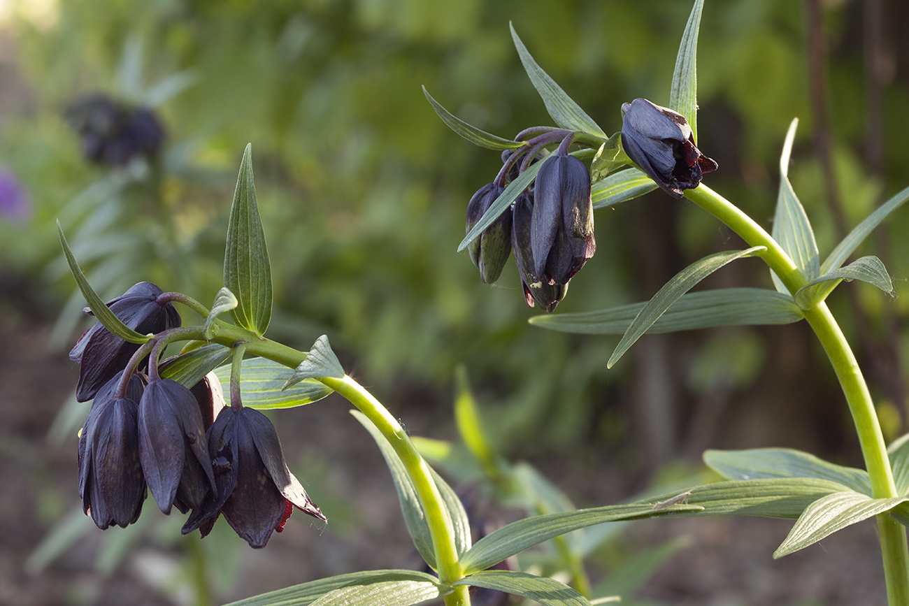 Image of Fritillaria camschatcensis specimen.