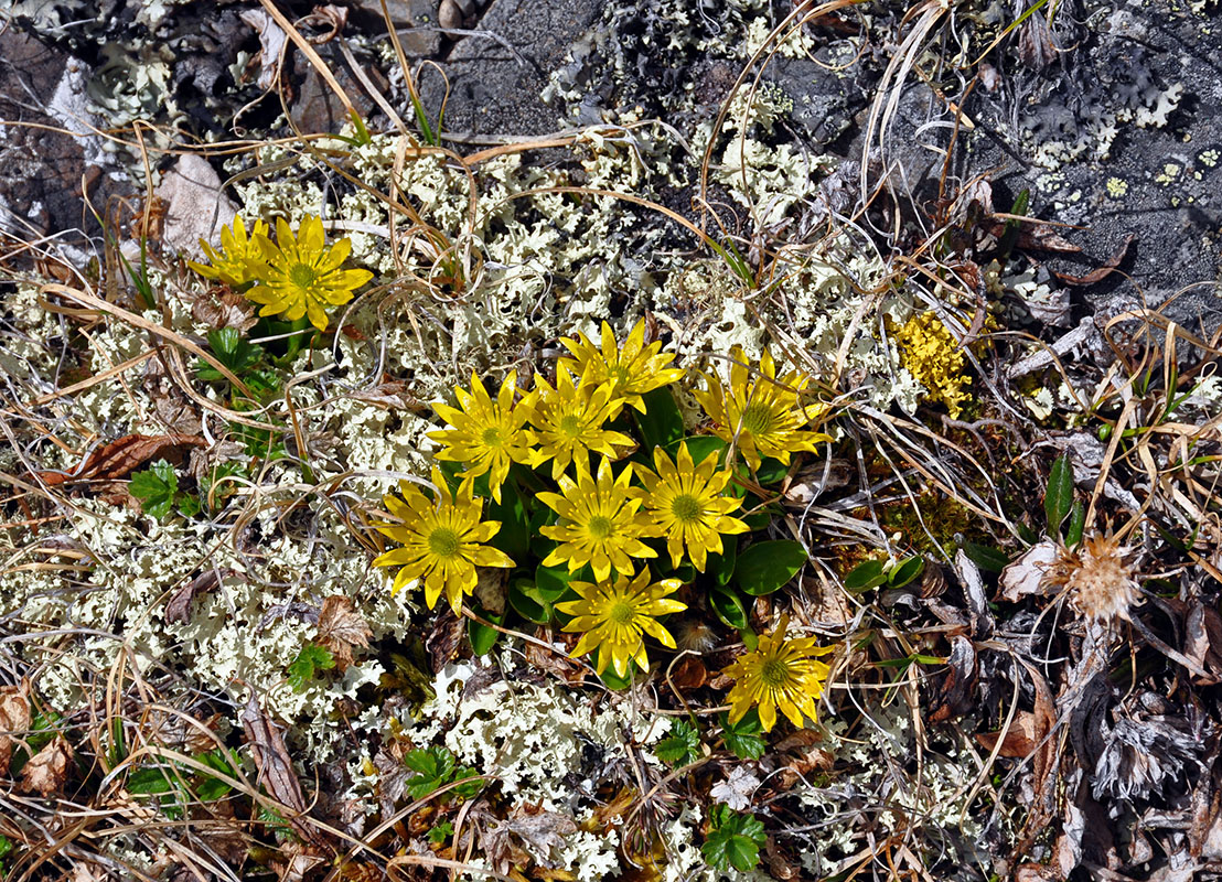 Image of Oxygraphis glacialis specimen.